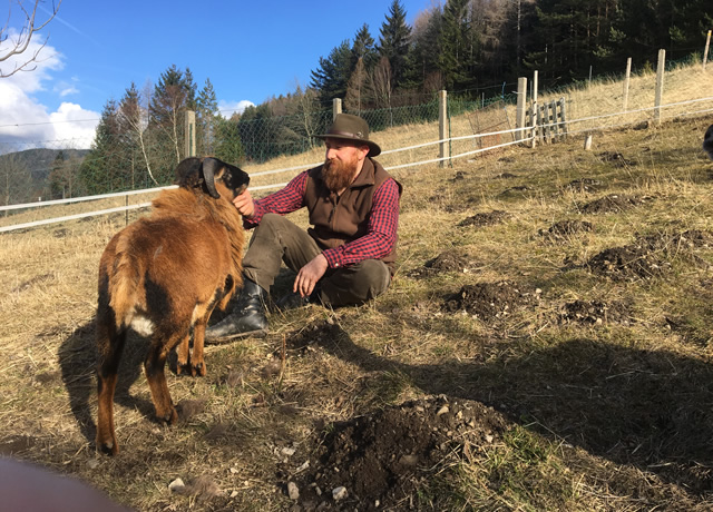 Hans mit Kamerunschaf